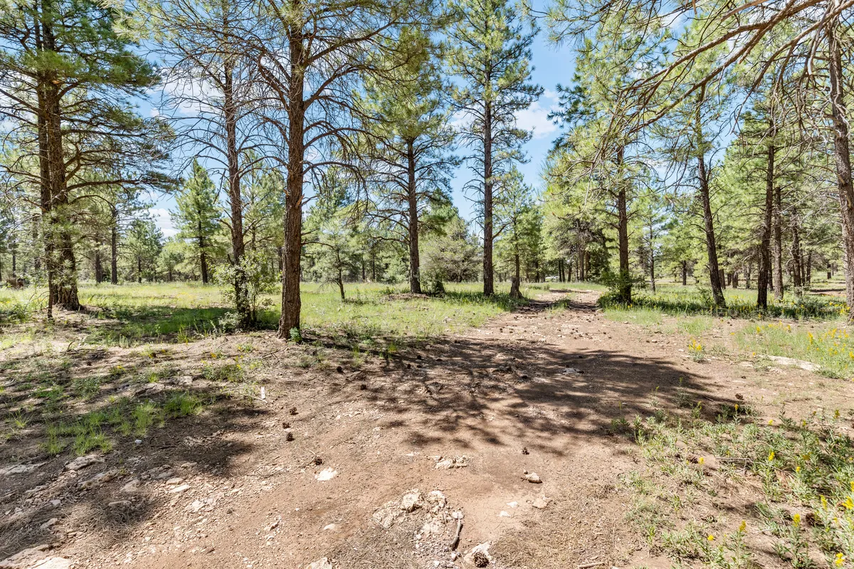 A scenic outdoor setting featuring tall Ponderosa pine trees towering over a sun-dappled dirt path. The sunlight filters gently through the pine branches, creating a tranquil, nature-focused atmosphere. This setting invites outdoor activities and provides a sense of peaceful seclusion among the trees.